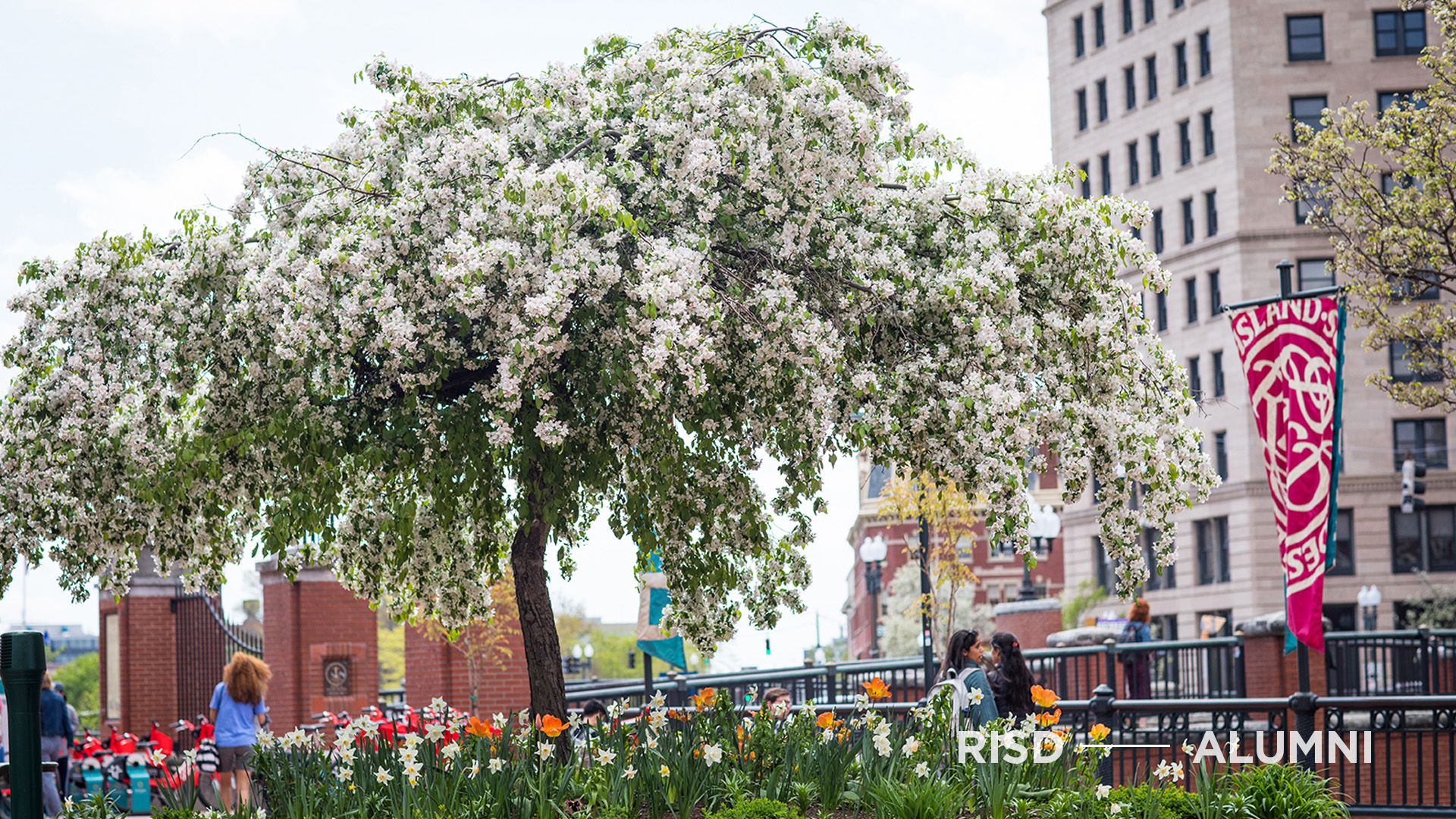 A blooming cherry tree near the Providence river.