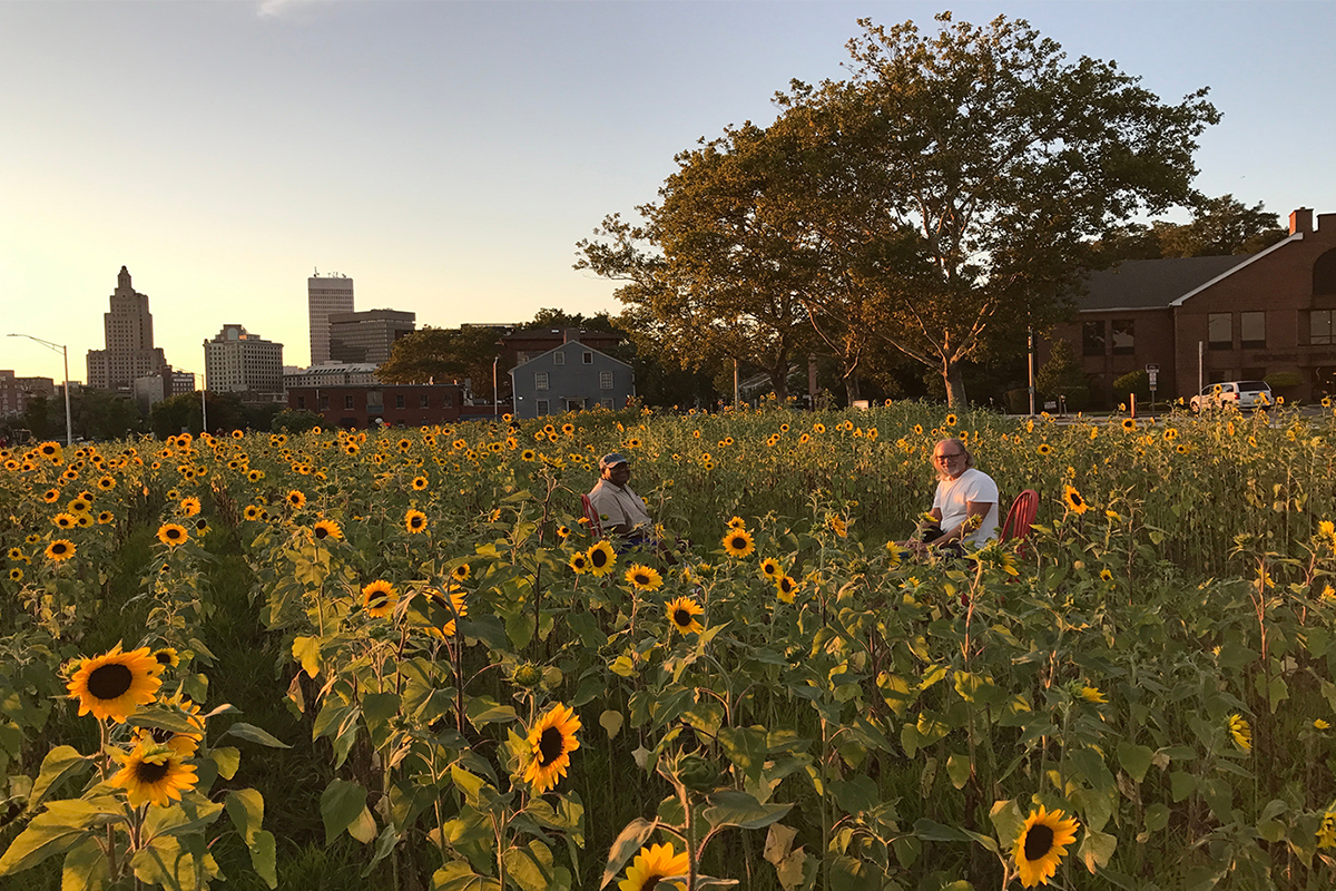 A person standing in a sunflower field