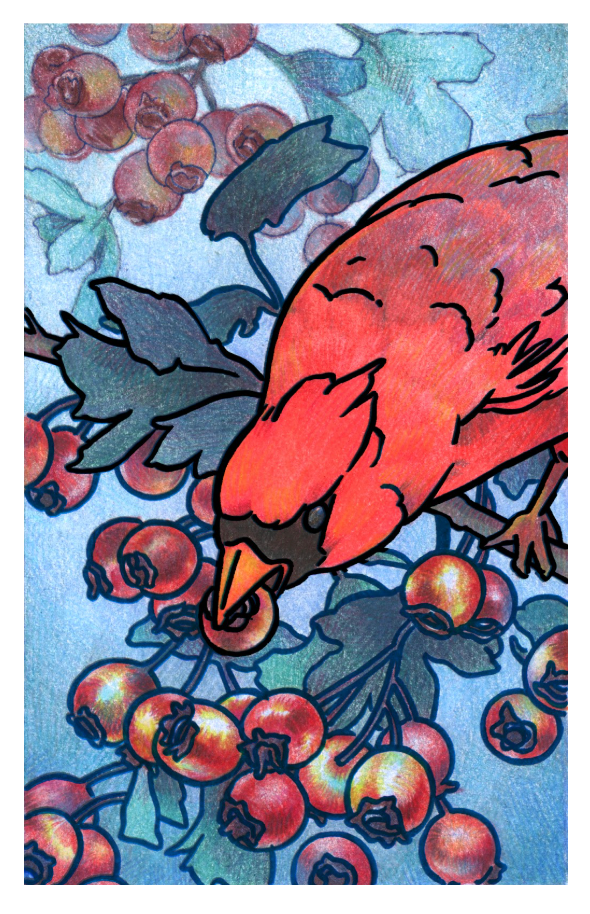 Cardinal in the Hawthorn