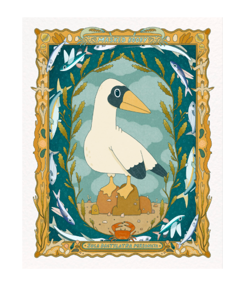 The Elements of a Masked Booby Bird