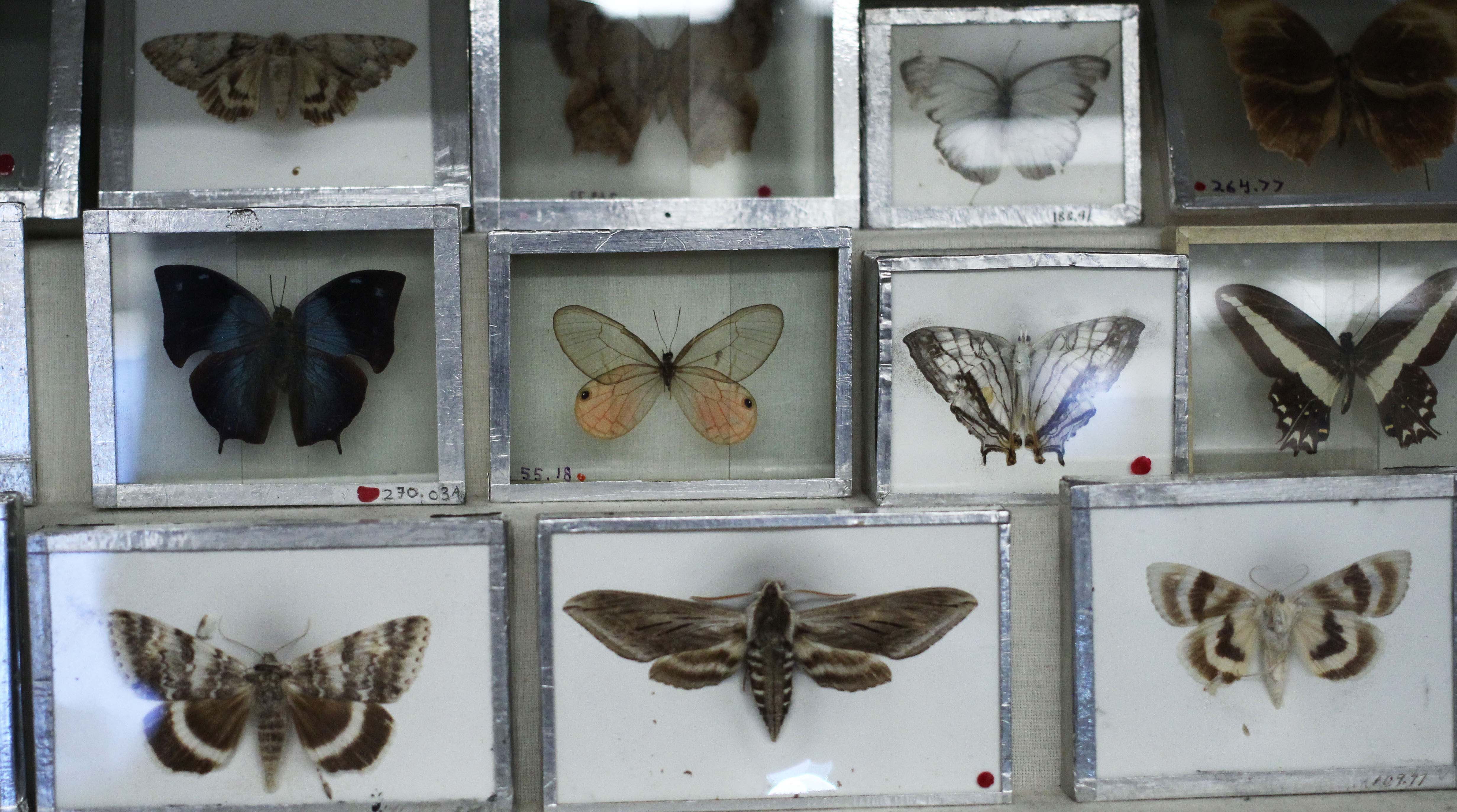 Nature Lab Butterflies - by Christine Quinn