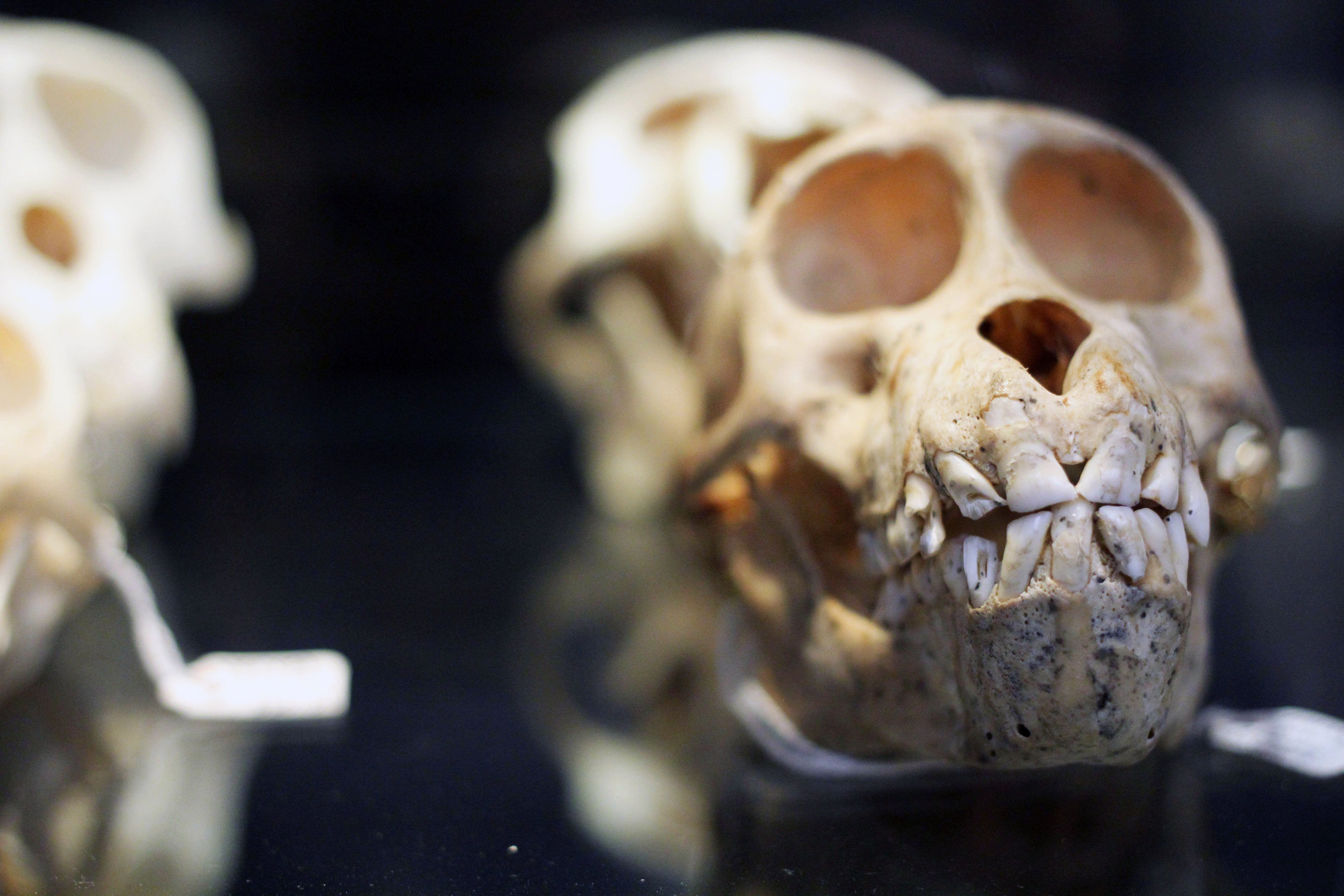 Nature Lab Skull - photo taken by Christine Quinn