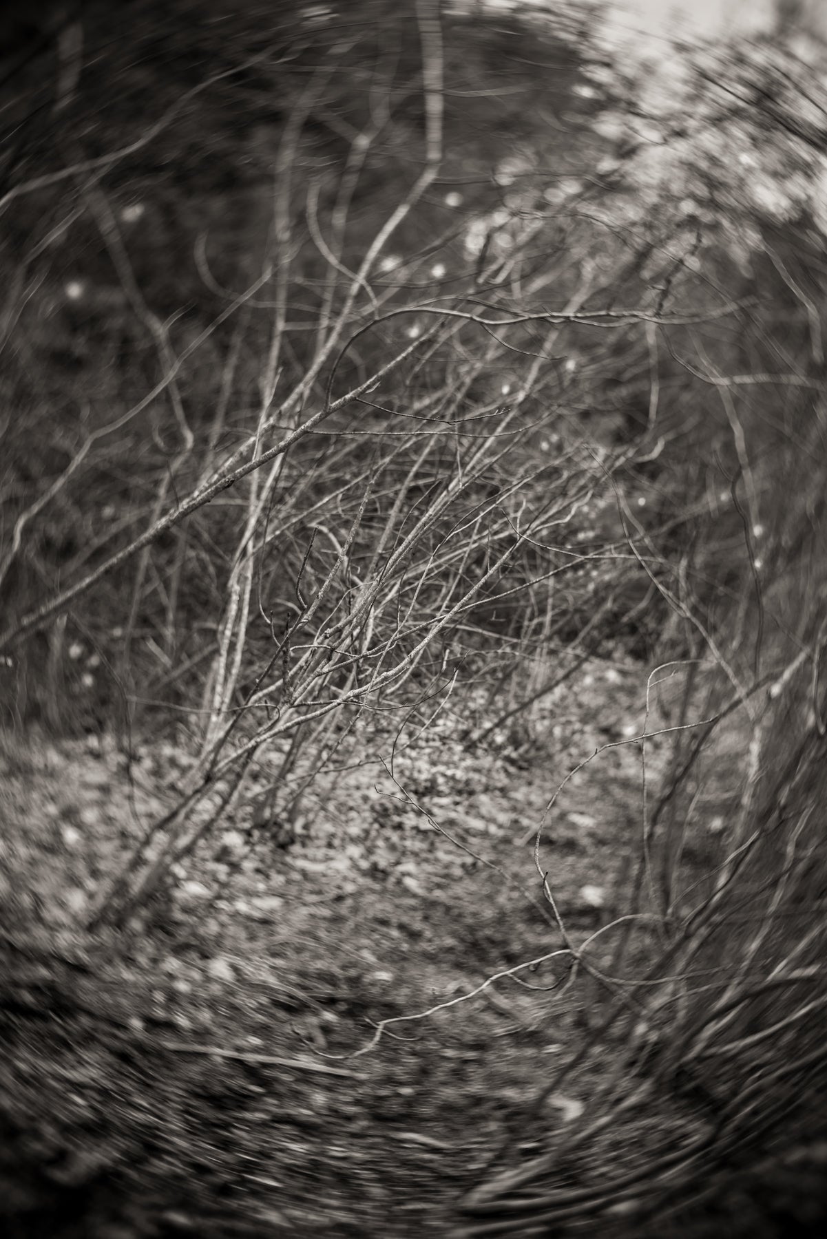 photo of deciduous hedge rows