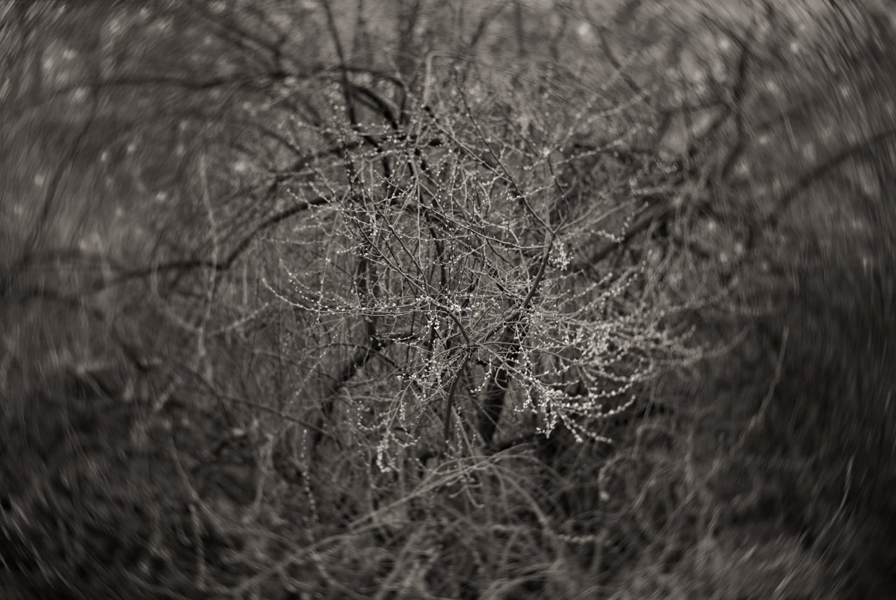 Photo of tree leaves, beginning to open