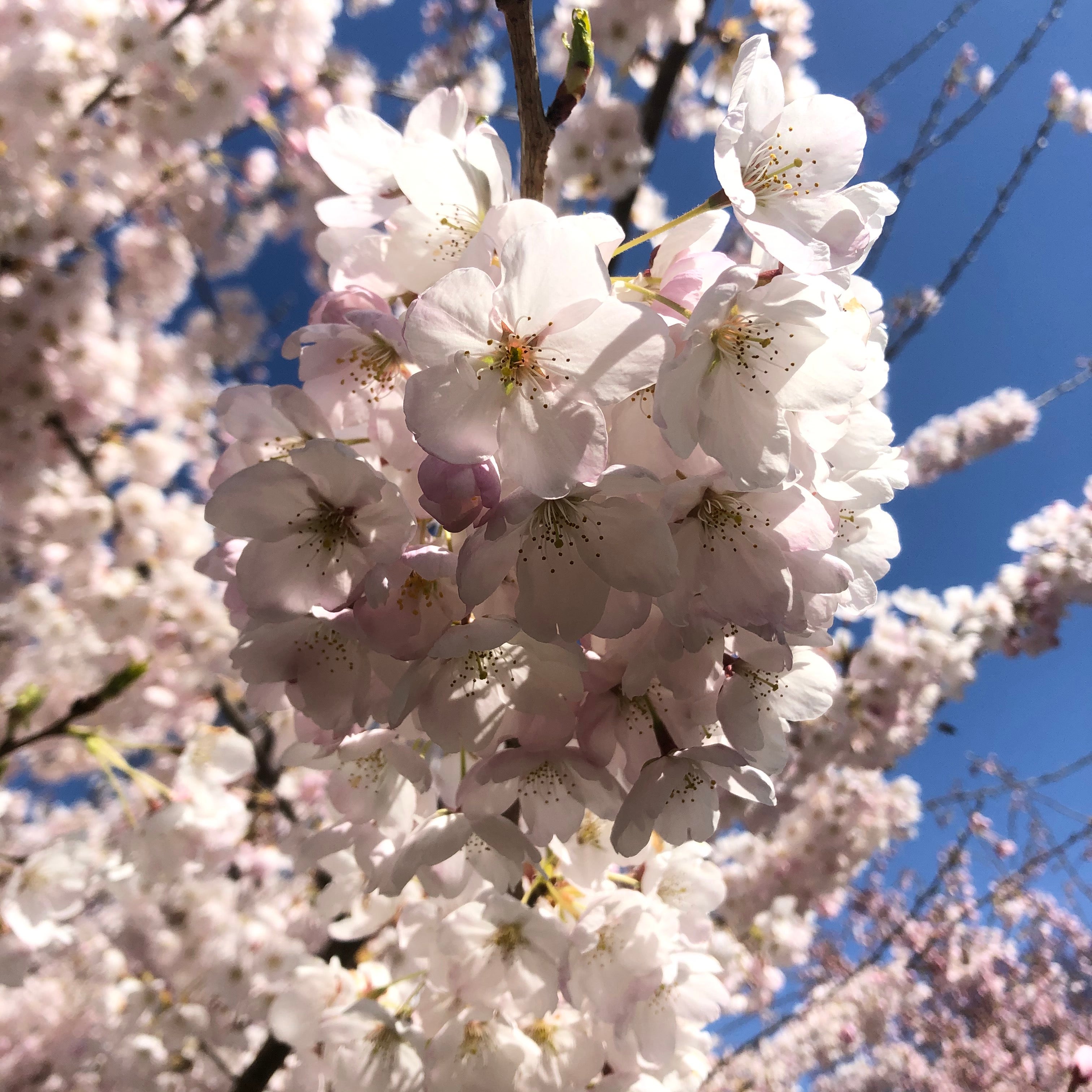 Cherry blossoms.