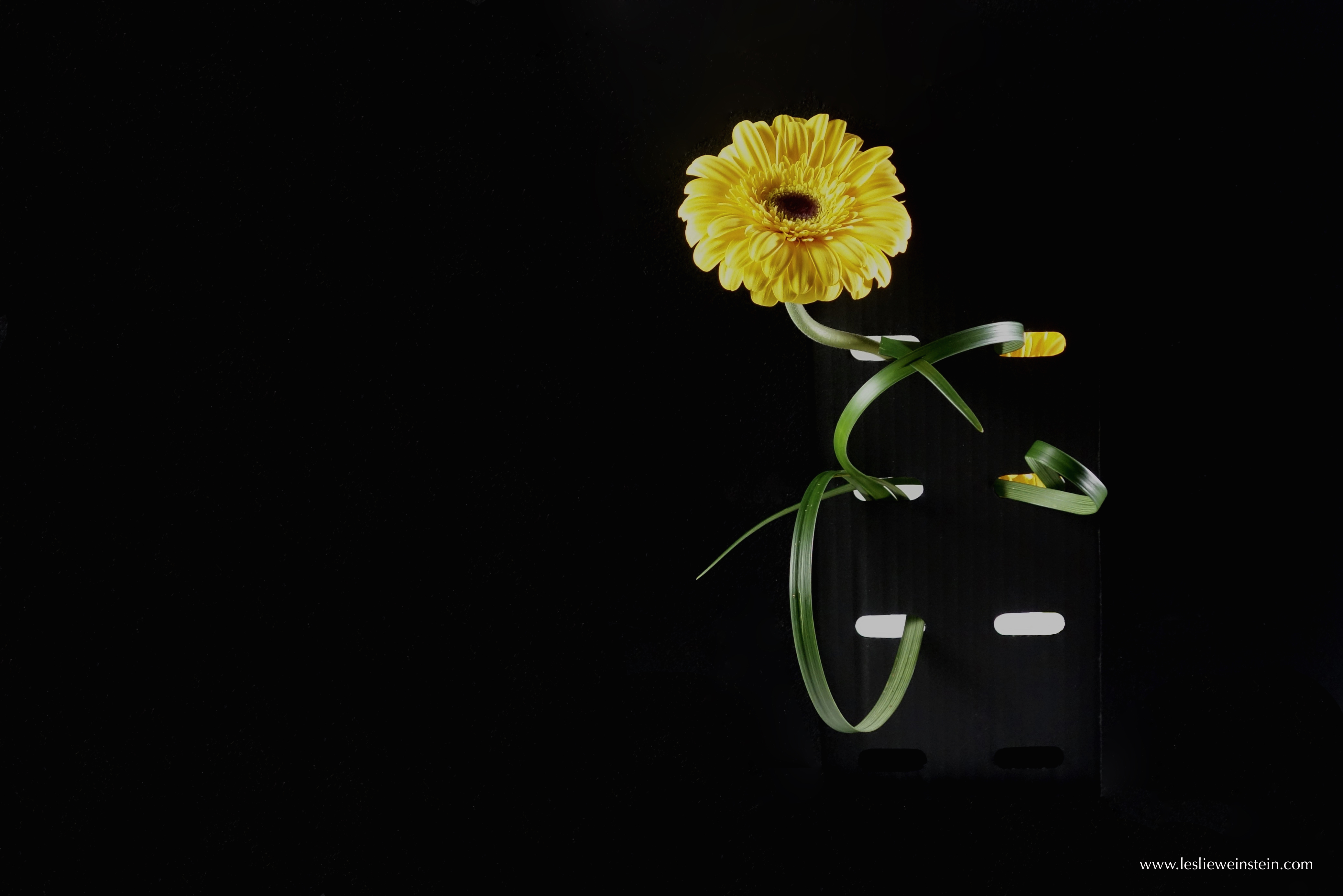 Image of a yellow flower with green stem in black space