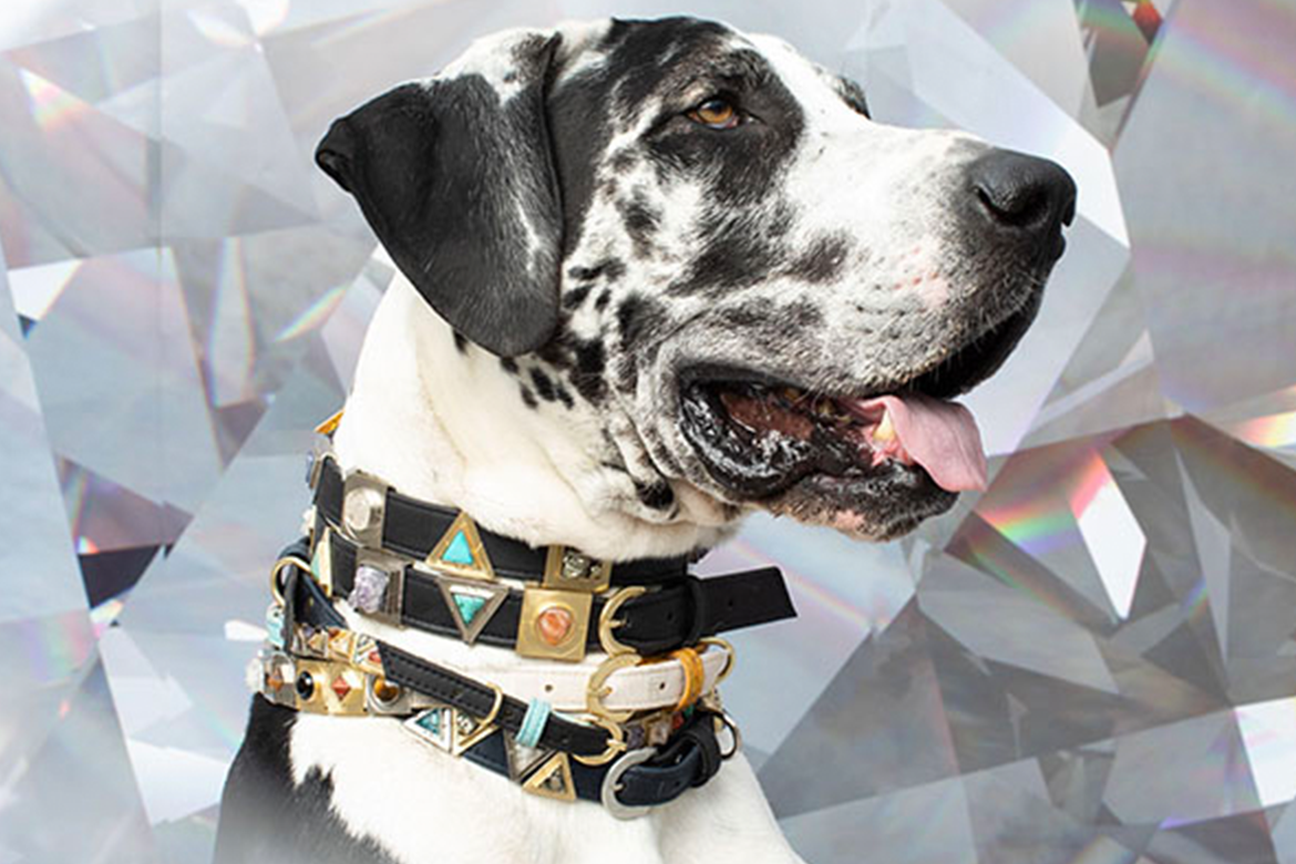 Image of black and white spotted Great Dane with three jeweled collars on