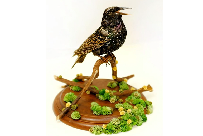 Bird taxidermy 