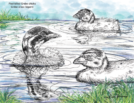 Black and white coloring page of pied-billed Grebe chicks