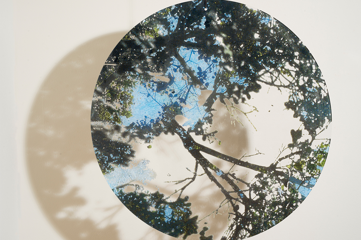 A print on a plexiglass circle of tree branches, leaves, and blue sky