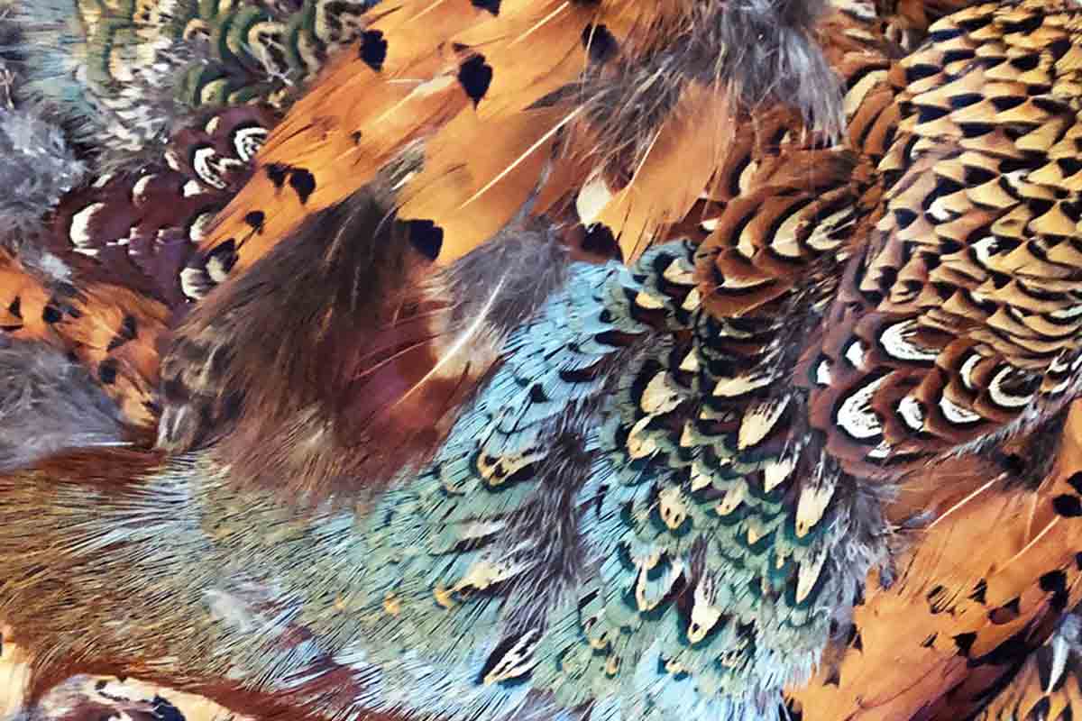 Orange, brown, blue and maroon feathers
