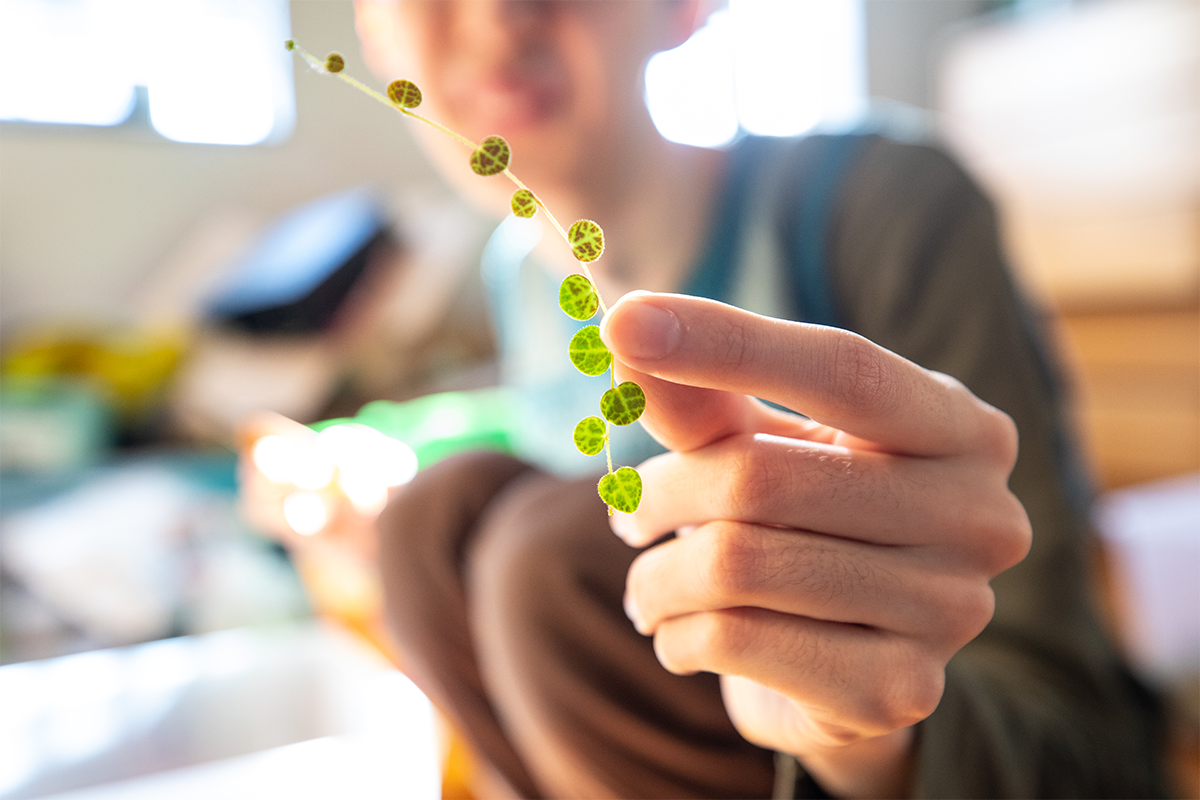 image of hands holding a small green plant 