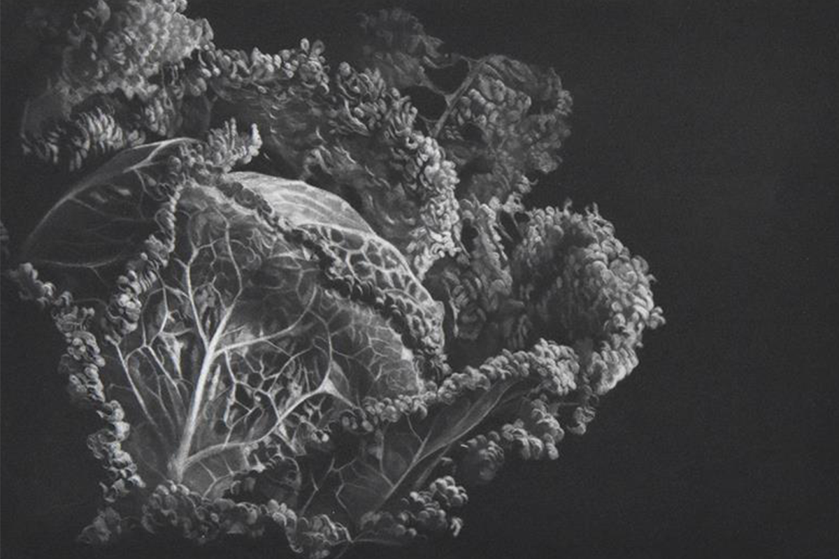 Judith Rothchild (1950 -), Le grand chou, manière noire, 2007 - Coll, Musée de Gravelines