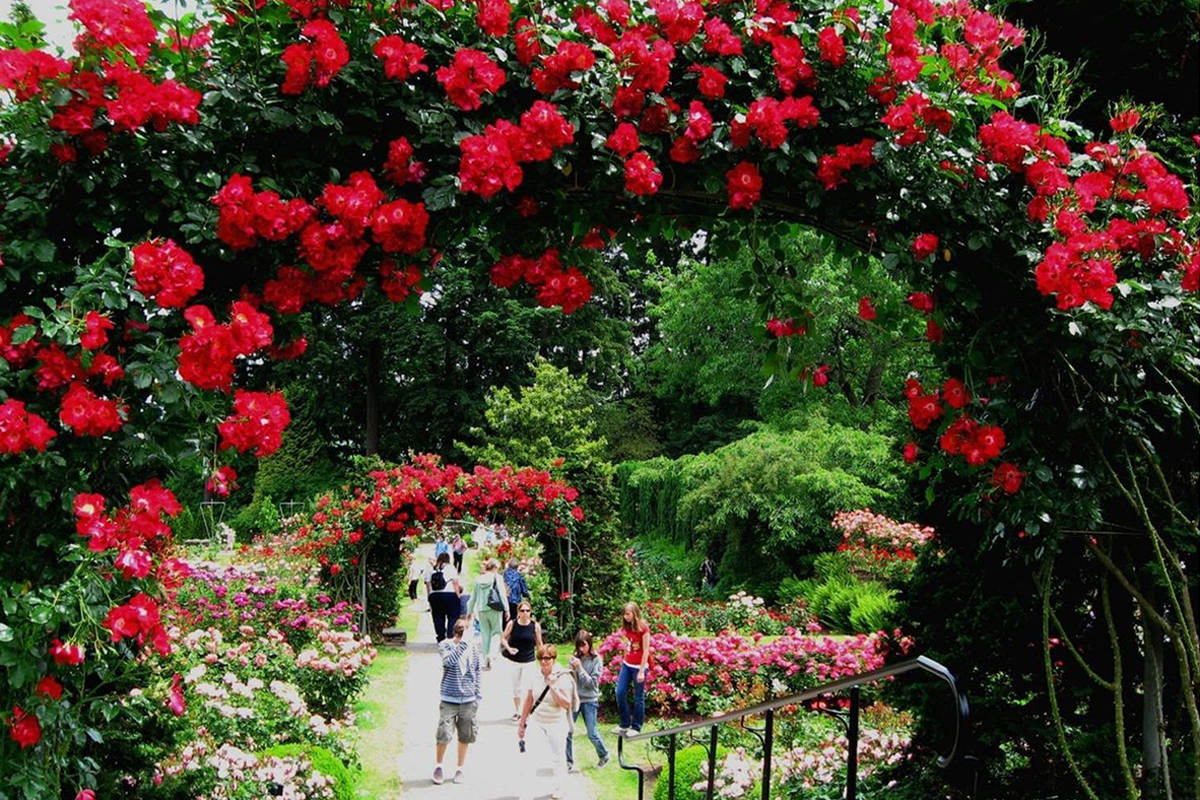 Floral arches covered in red roses in a rose garden