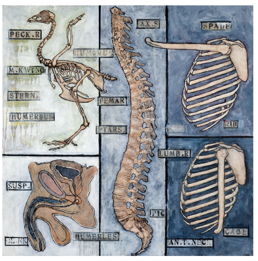 Payne's Anatomy