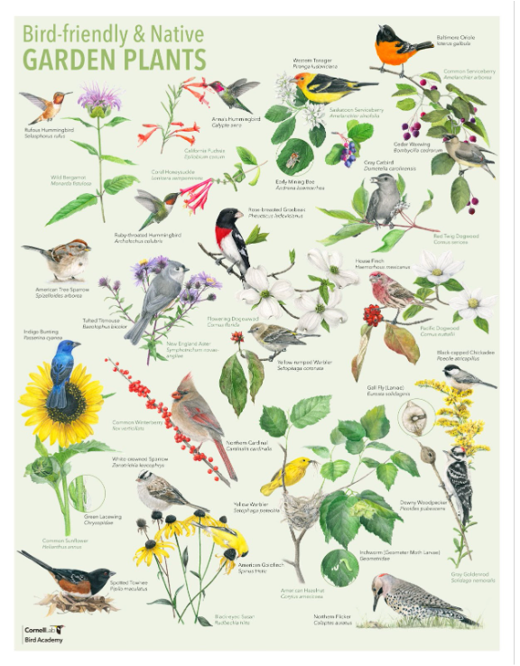 Bird-Friendly & Native Garden Plants