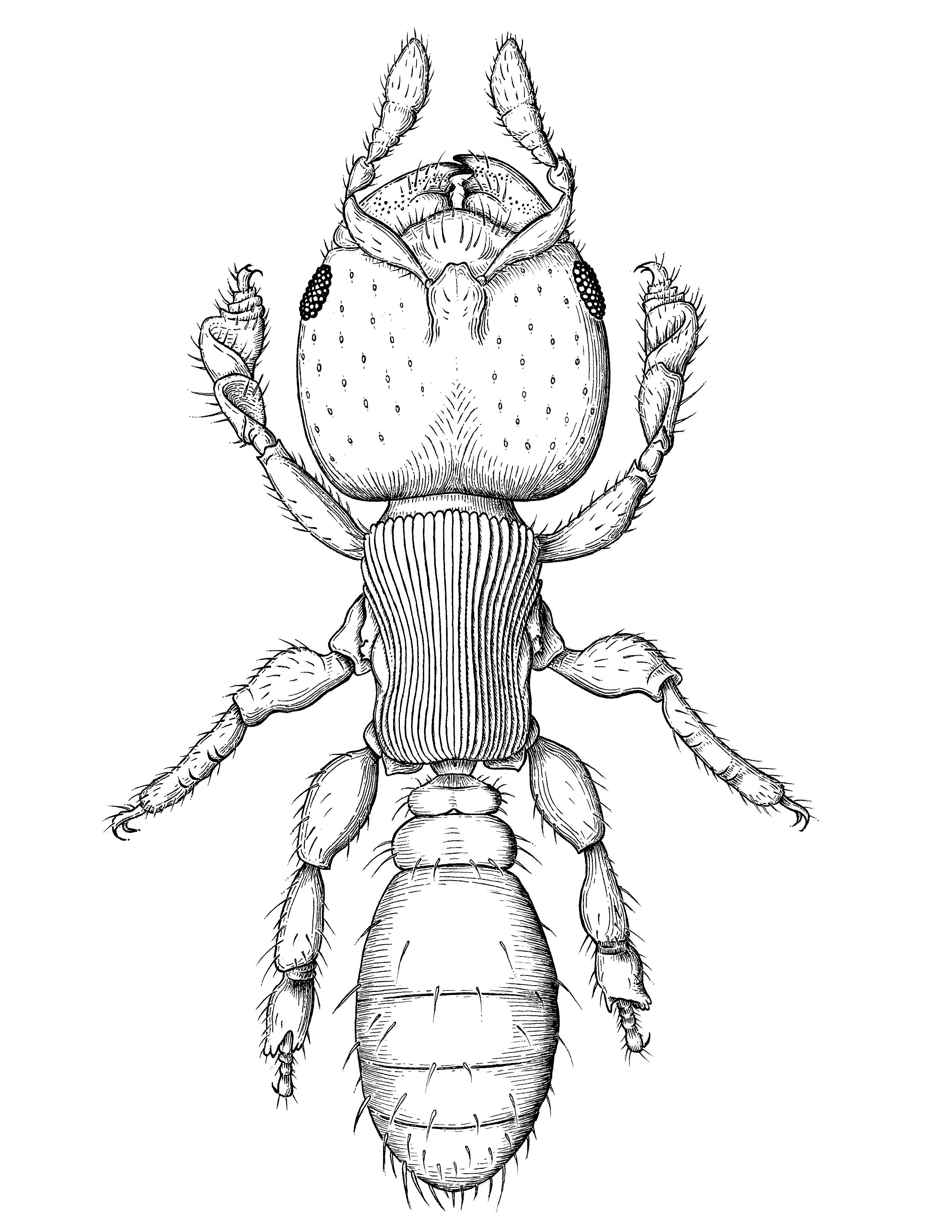 A black and white line illustration of the ant Melissotarus beccarii.