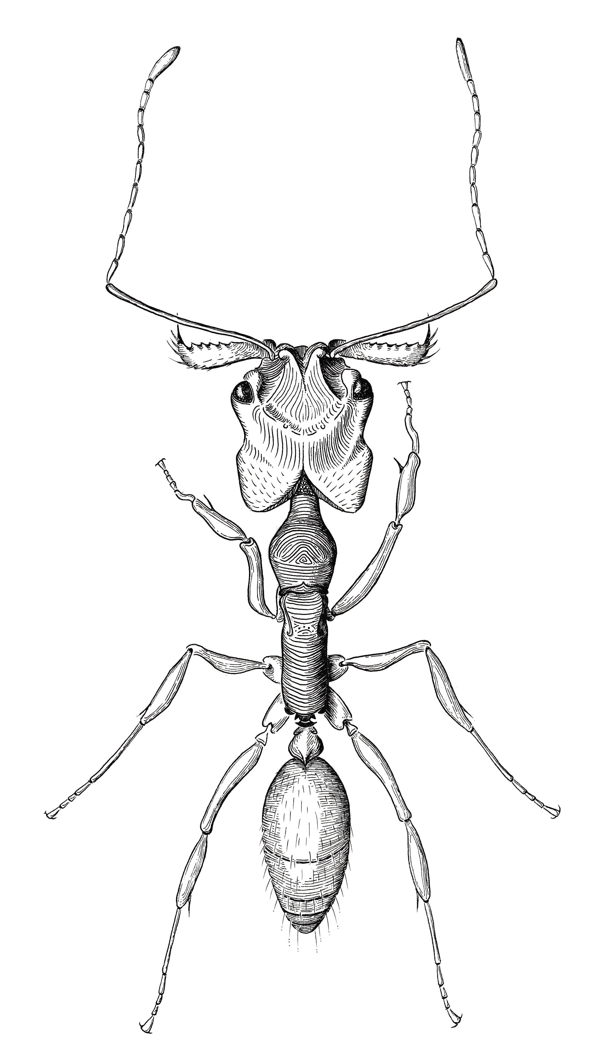 A black and white line illustration of the ant Odontomachus brunneus.