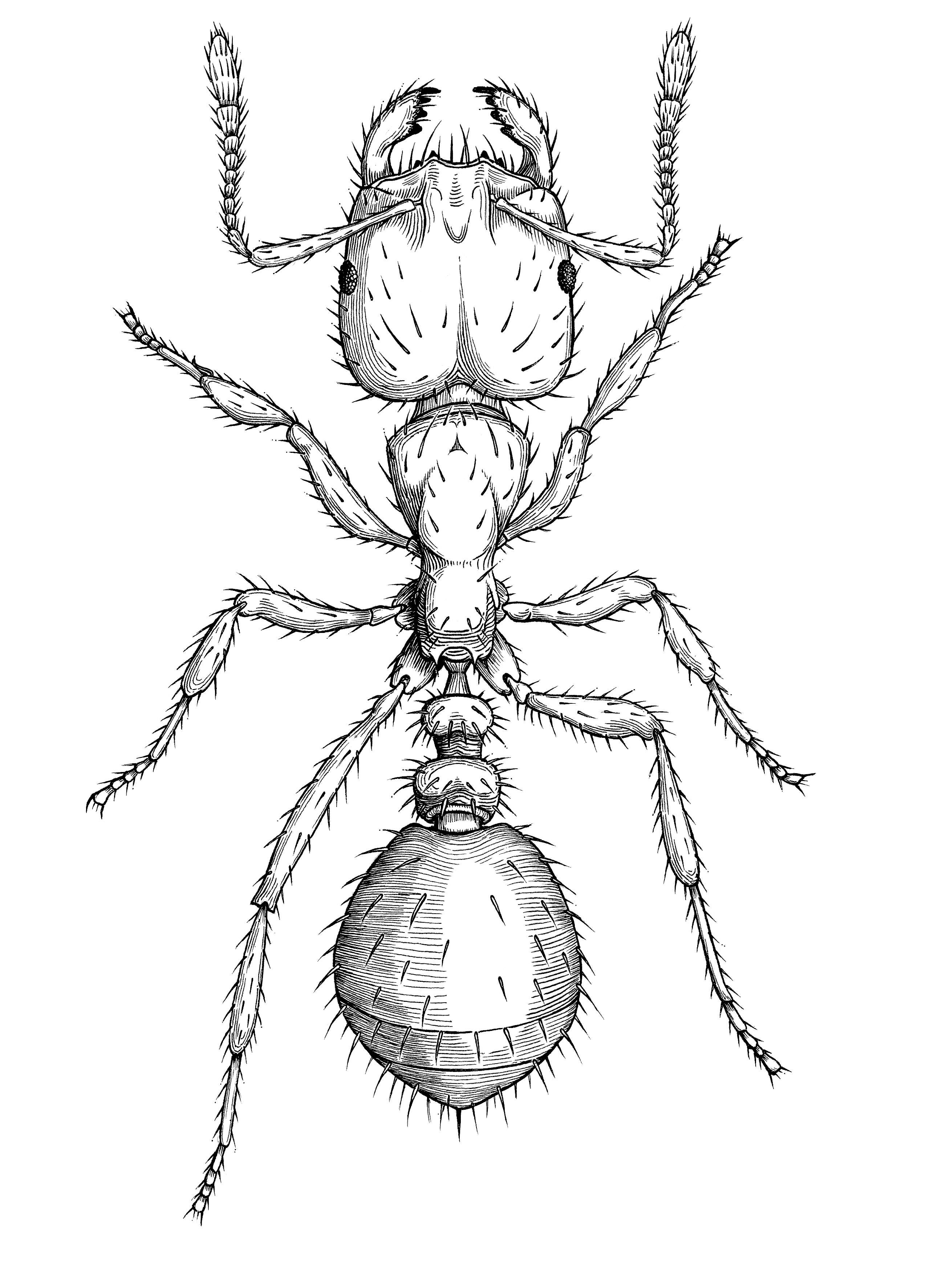 An black and white line illustration of the ant Solenopsis invicta.