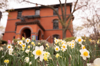 Woods-Gerry with blooming daffodils 