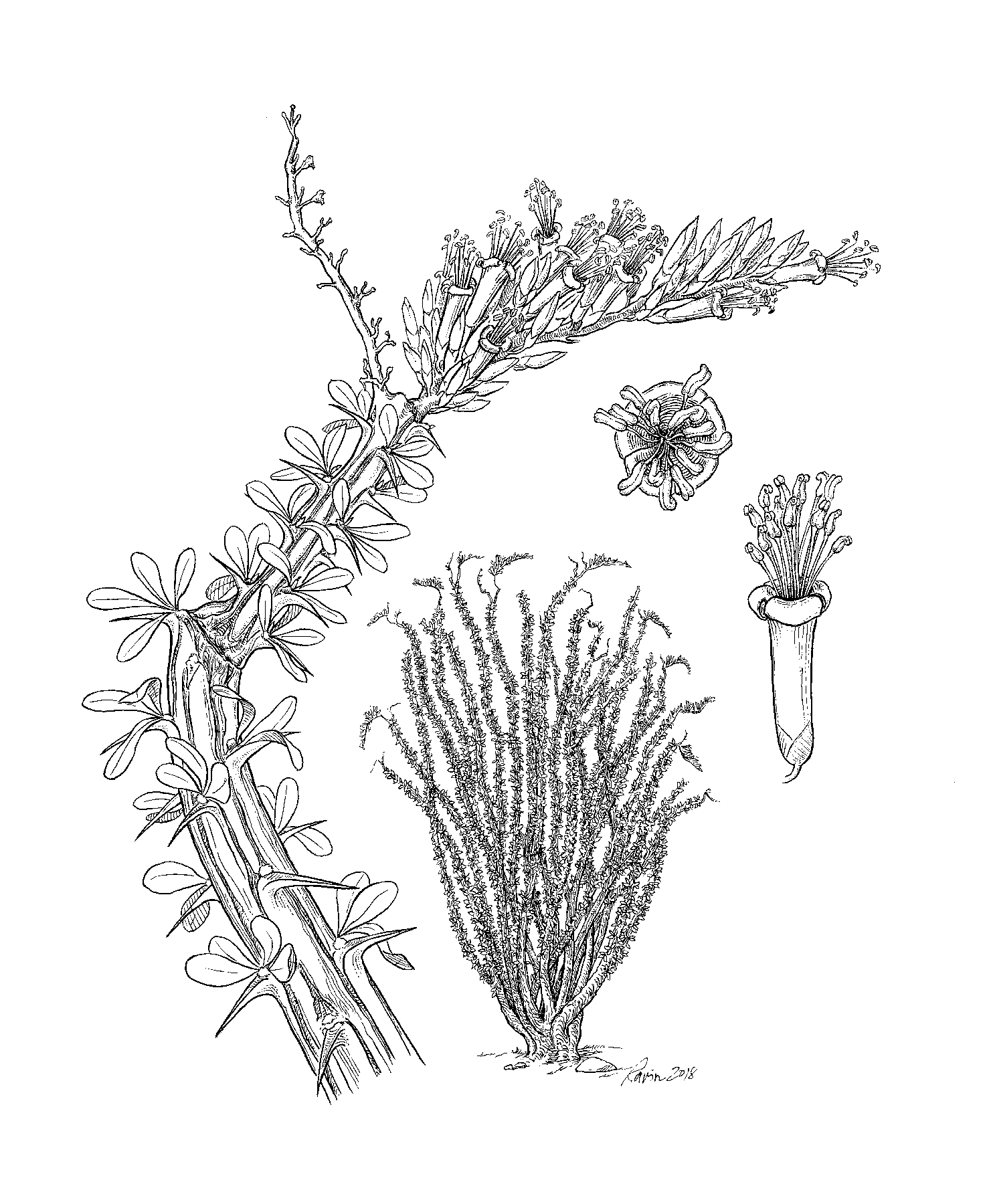 ocotillo drawing